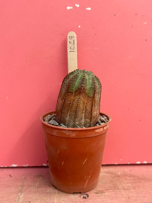 Euphorbia obesa (1029)