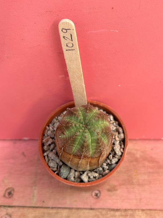 Euphorbia obesa (1029)