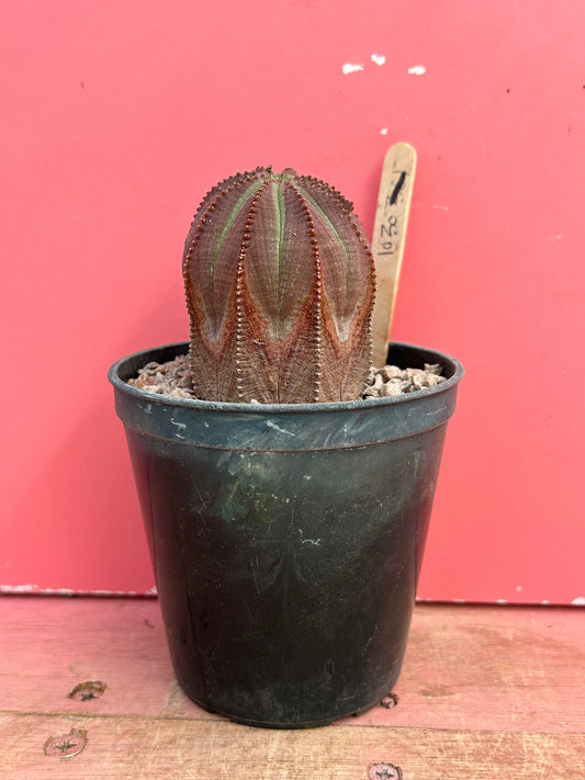 Euphorbia obesa (1030)
