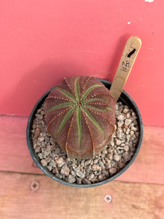 Euphorbia obesa (1030)