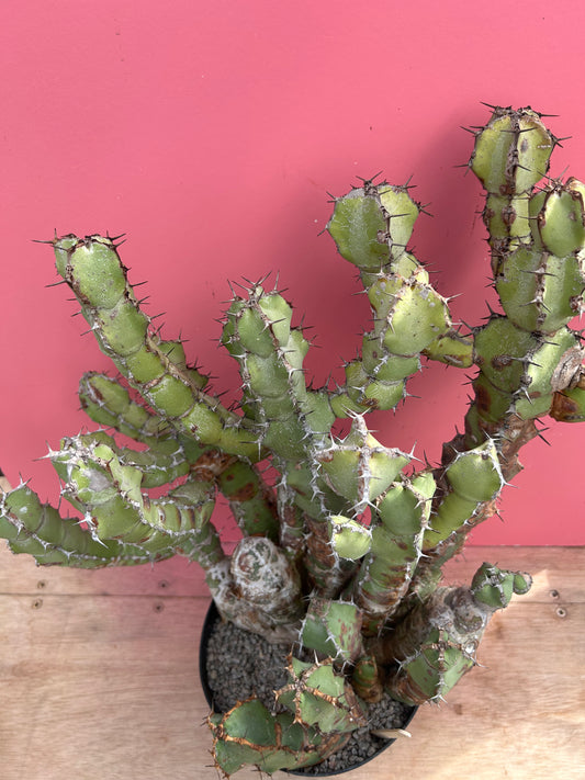 Euphorbia coerulescens (1031)
