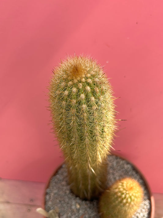 Haageocereus aurespinus (1032)