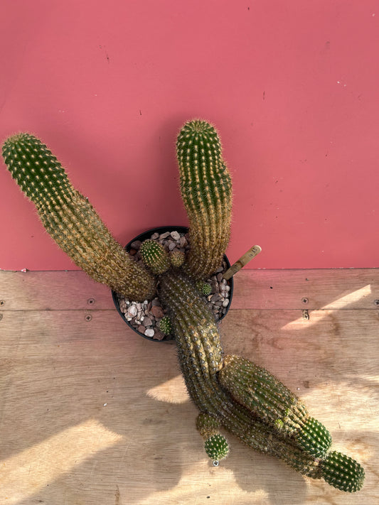 Echinopsis spachiana (1033)