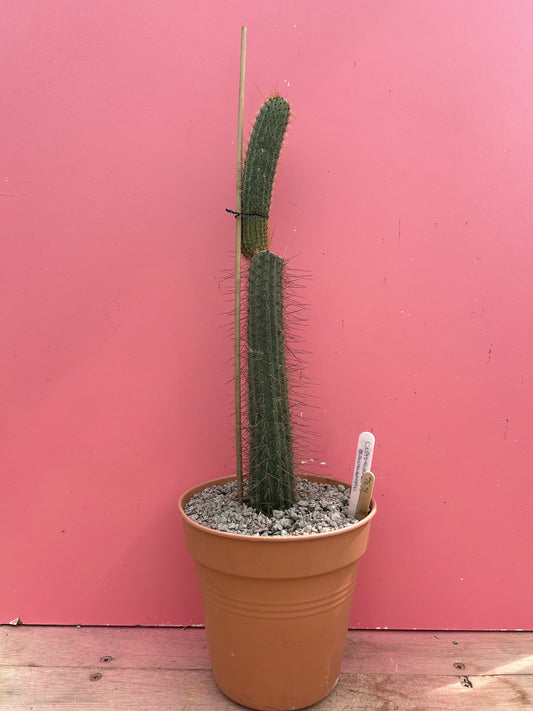 Cleistocactus baumannii (1034)