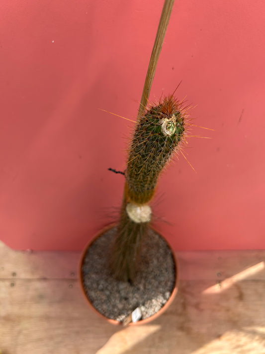 Cleistocactus baumannii (1034)