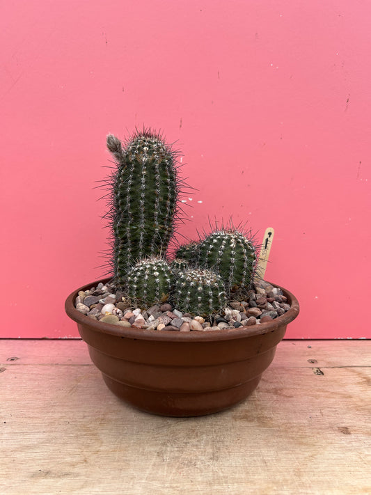 Echinopsis backebergii (1035)