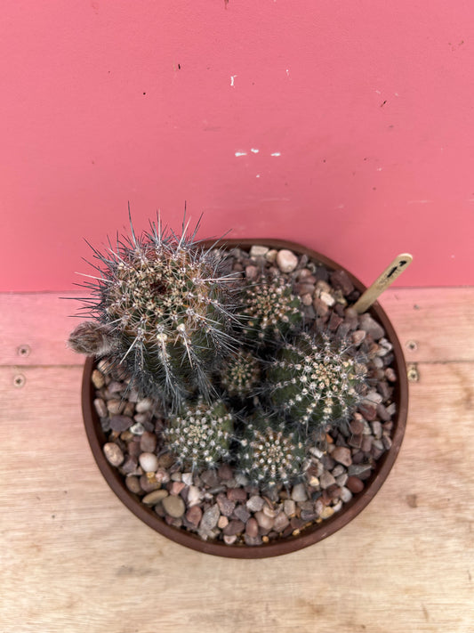 Echinopsis backebergii (1035)