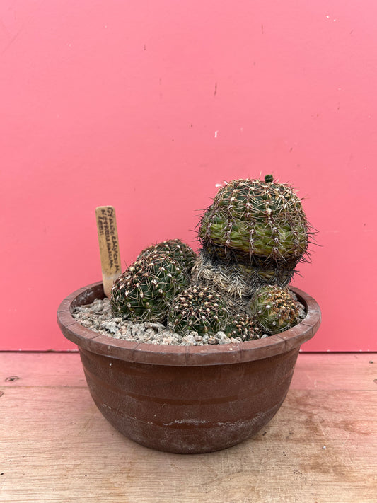 Gymnocalycium netrelianum (1036)