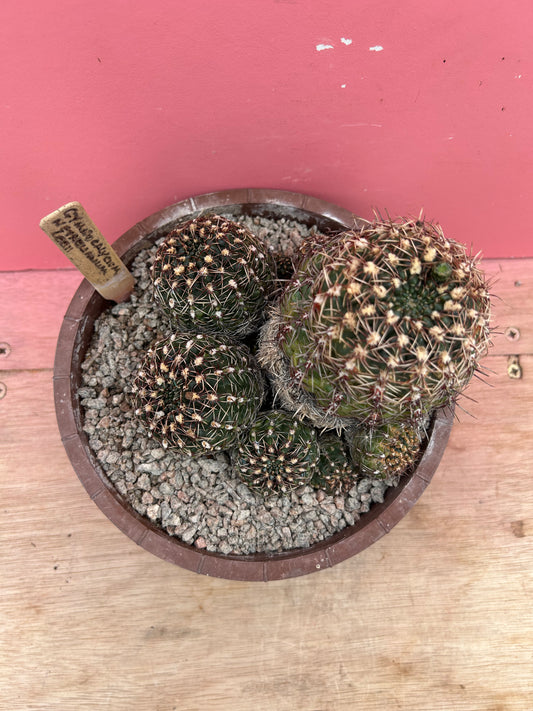 Gymnocalycium netrelianum (1036)