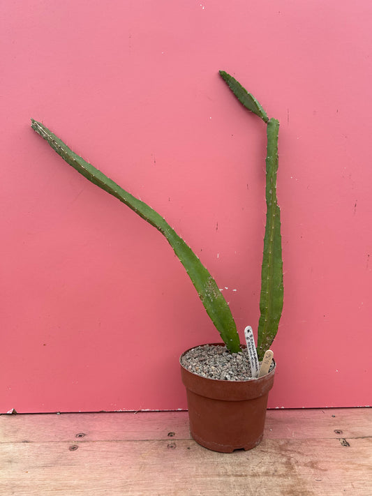 Selenicereus grandiflorus (1037)