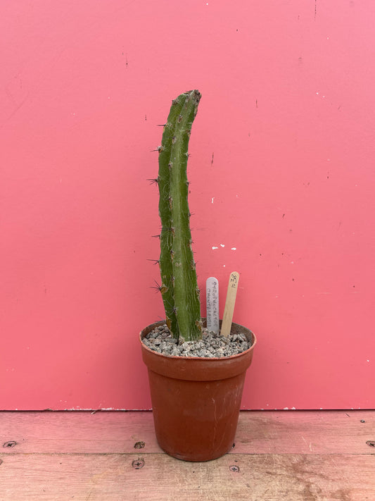 Selenicereus/Strophocactus chontalensis (1038)