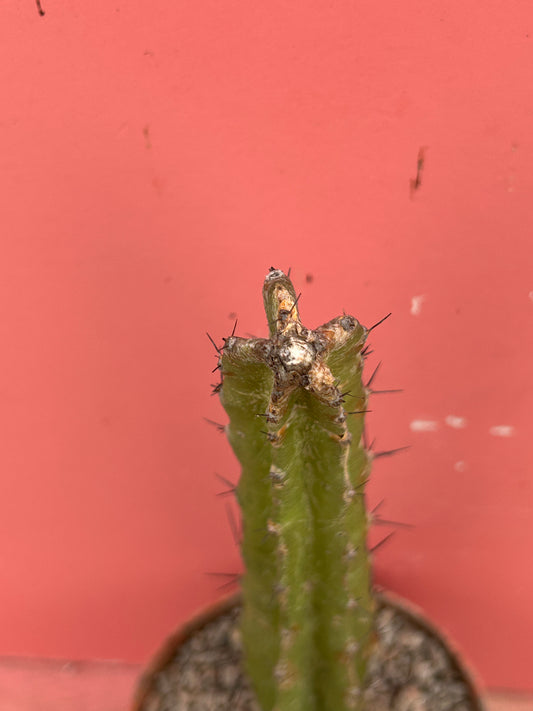Selenicereus/Strophocactus chontalensis (1038)