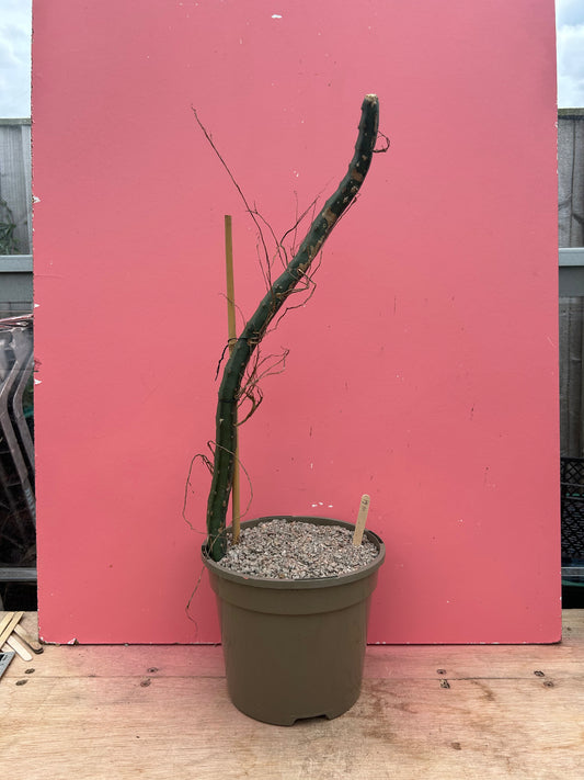 Epiphyllum hybrid (1041)