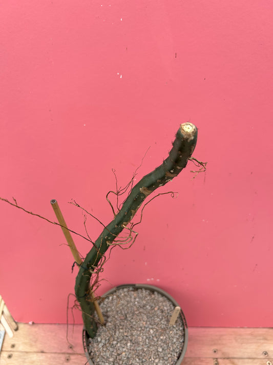 Epiphyllum hybrid (1041)