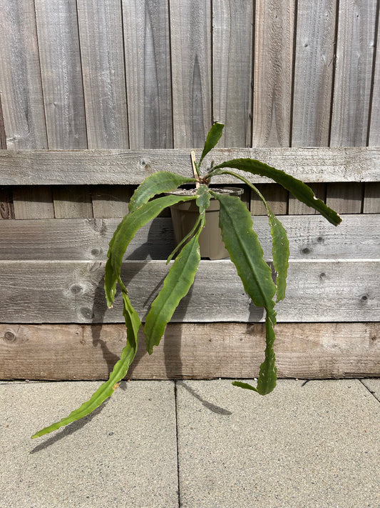 Epiphyllum ackermanii (1042)