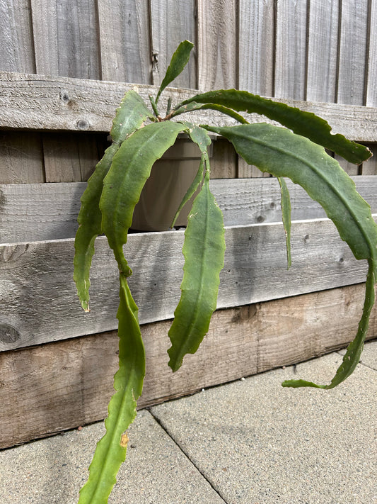 Epiphyllum ackermanii (1042)