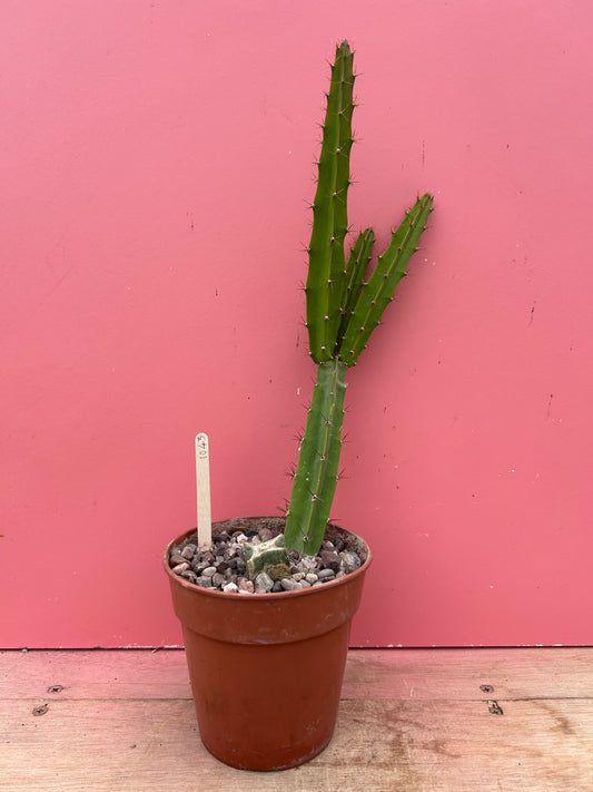 Disocactus species (1043)