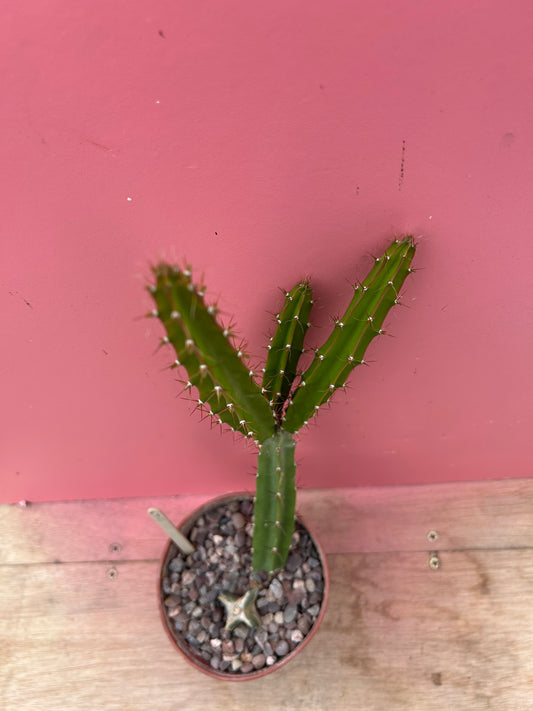 Disocactus species (1043)