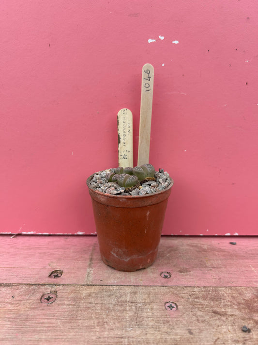 Lithops naureeniae (1046)