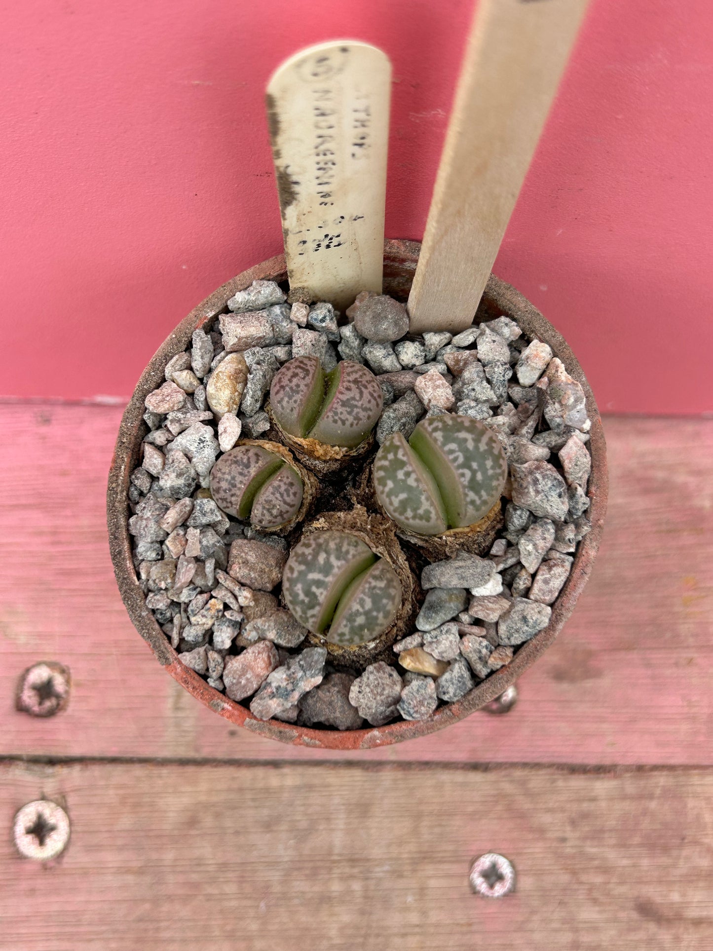 Lithops naureeniae (1046)