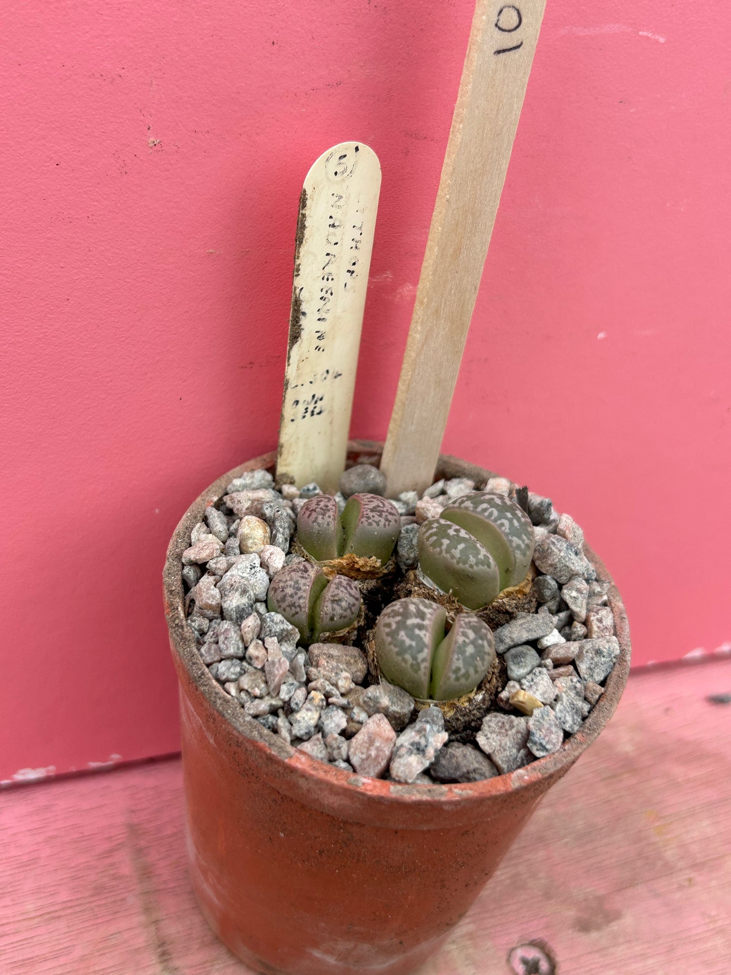 Lithops naureeniae (1046)