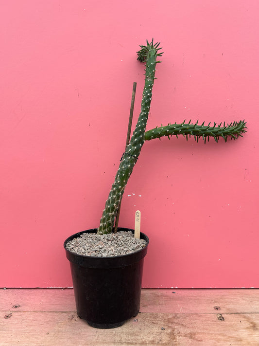 Austrocylindropuntia subulata (1047)