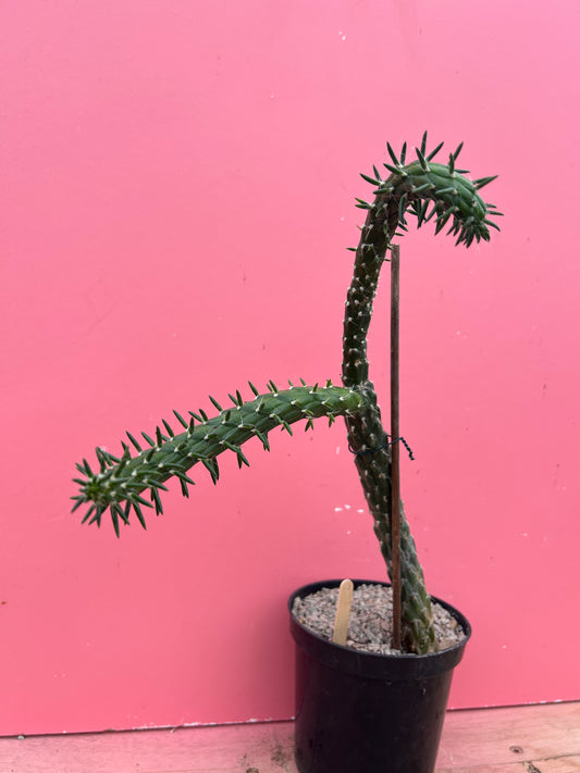 Austrocylindropuntia subulata (1047)