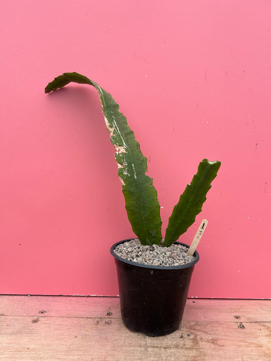 Epiphyllum ackermanii (1048)