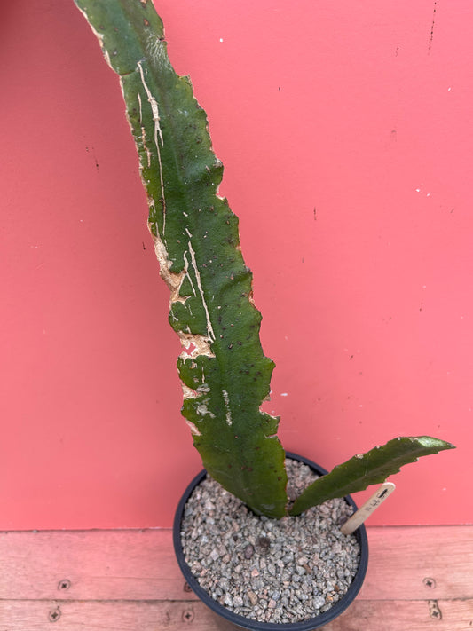Epiphyllum ackermanii (1048)