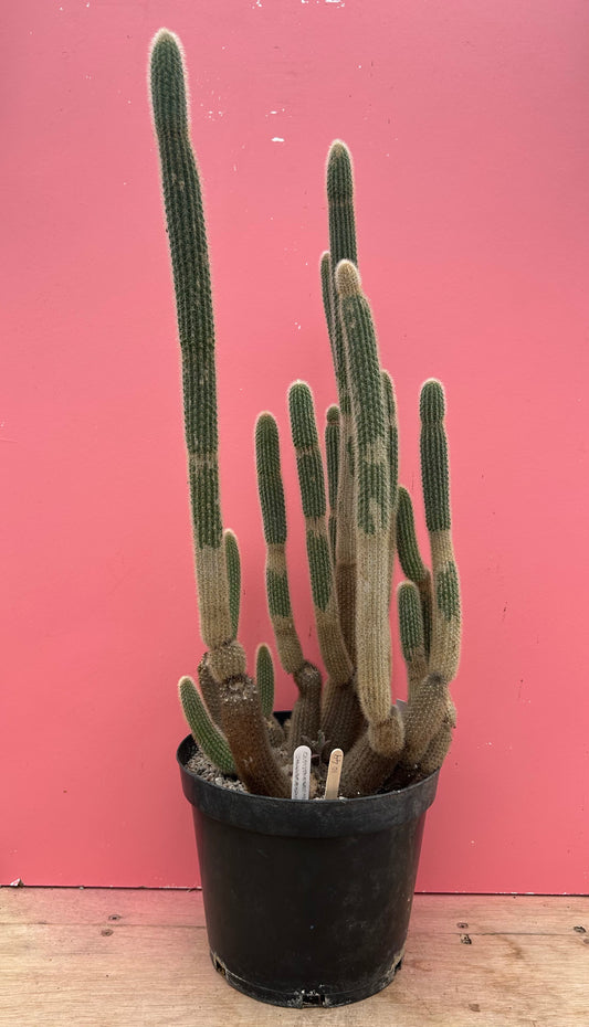 Cleistocactus smaragdiflorus (1049)