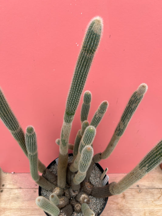 Cleistocactus smaragdiflorus (1049)