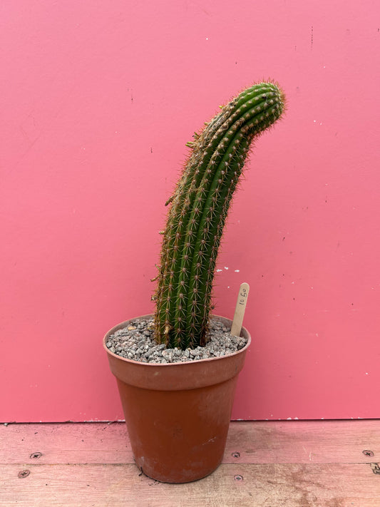 Trichocereus spachianus (1050)