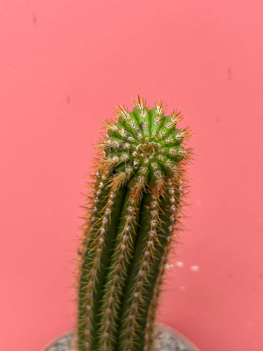 Trichocereus spachianus (1050)