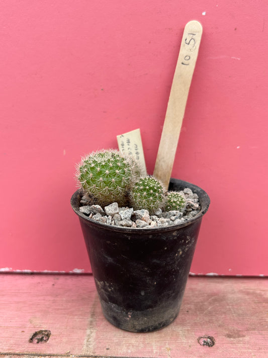 Mammillaria microhelia (1051)