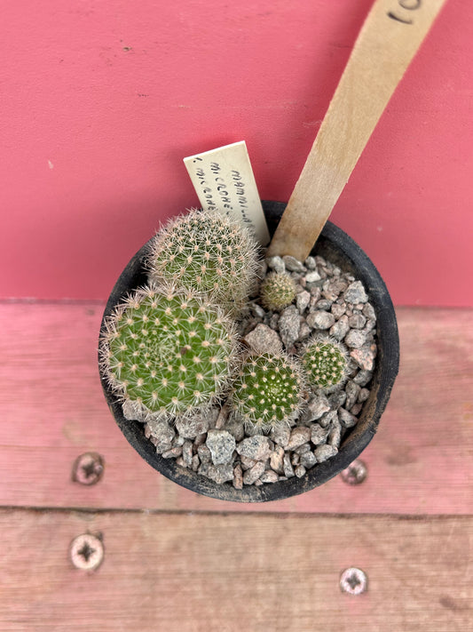 Mammillaria microhelia (1051)