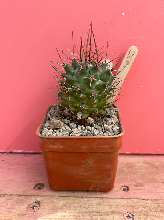 Thelocactus nidulans (1052)