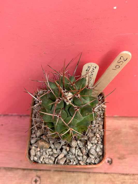 Thelocactus nidulans (1052)
