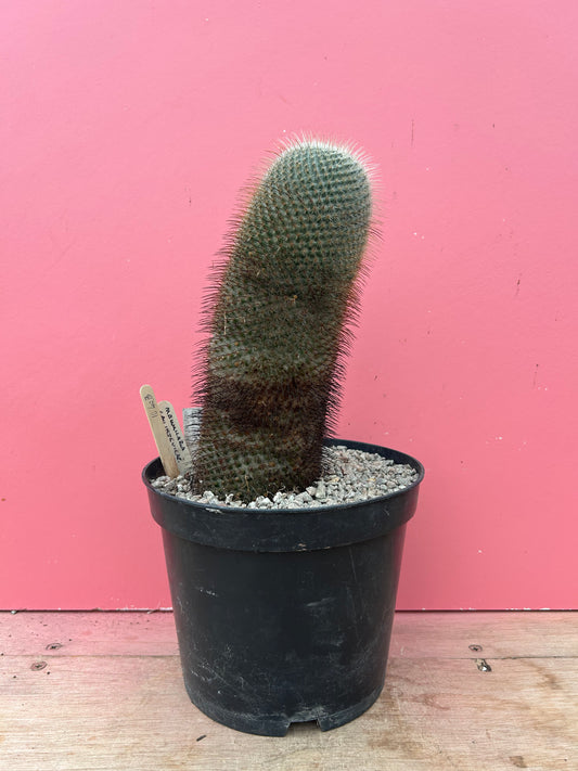 Mammilaria laui (1040)