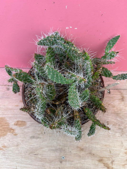 Tephrocactus species (1055)