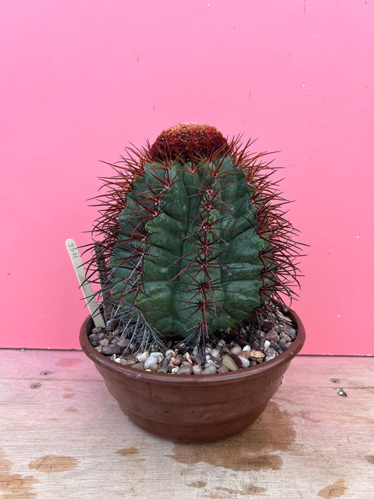 Melocactus calderanus (1056)