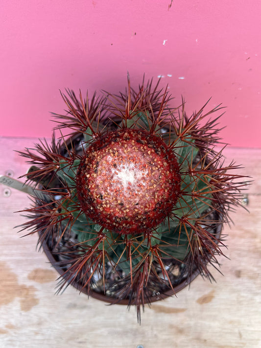 Melocactus calderanus (1056)