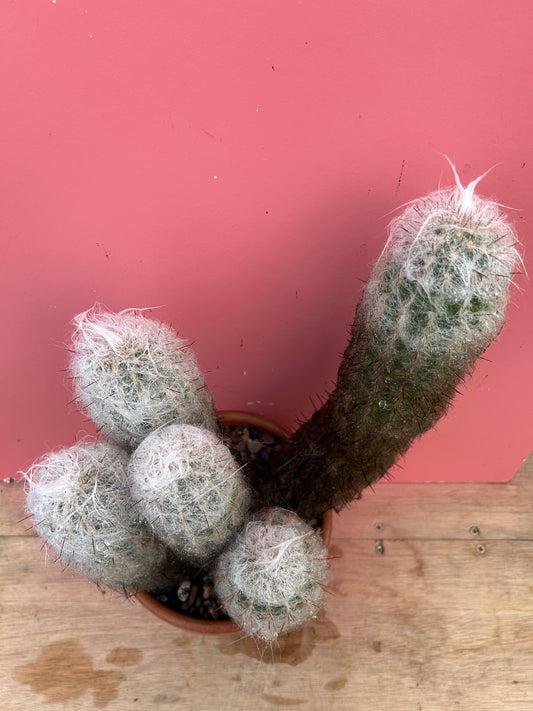 Oreocereus trollii 'Old Man Cactus' (1057)