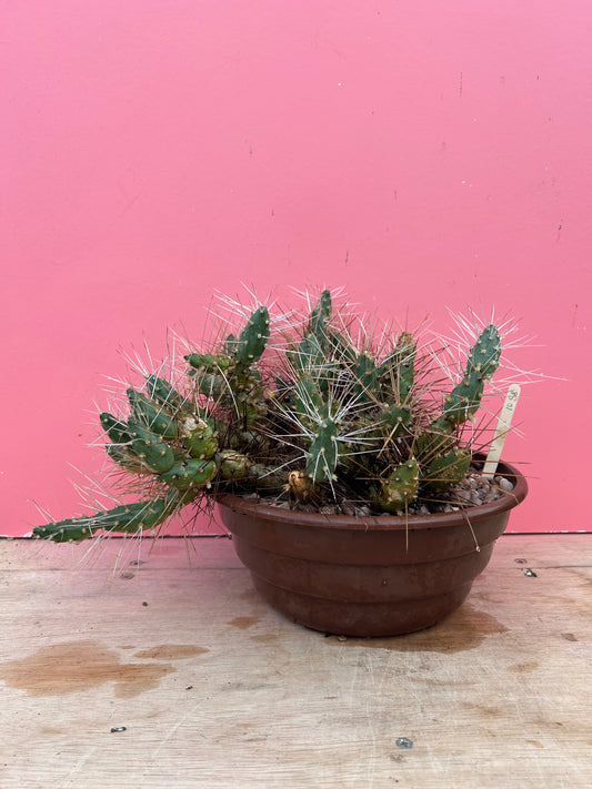 Tephrocactus species (1058)