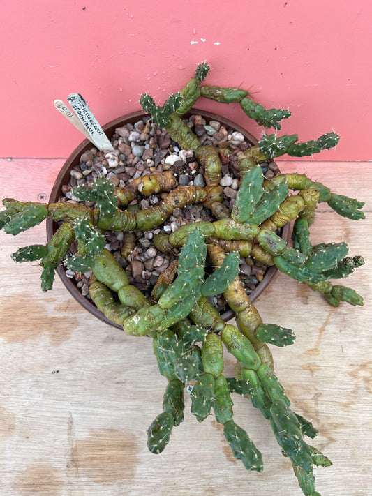 Trichocereus spachianus (1059)