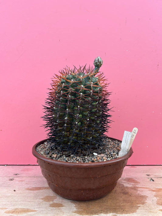 Gymnocalycium pungens (1060)