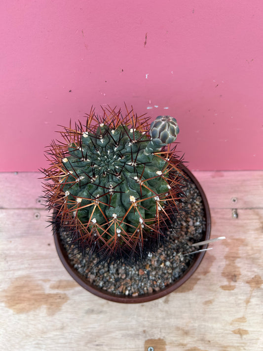 Gymnocalycium pungens (1060)