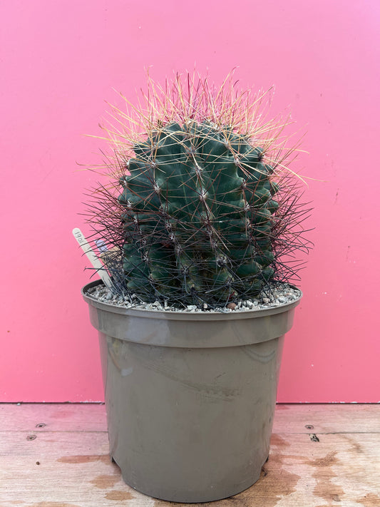 Ferocactus hamatacanthus (1061)