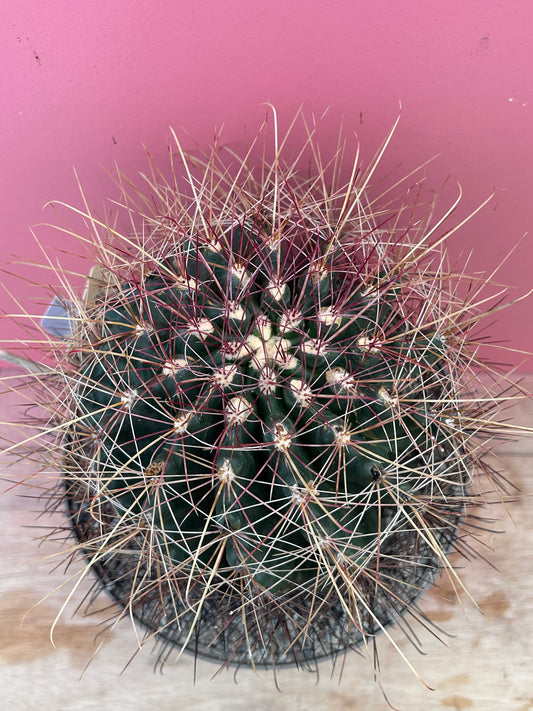Ferocactus hamatacanthus (1061)