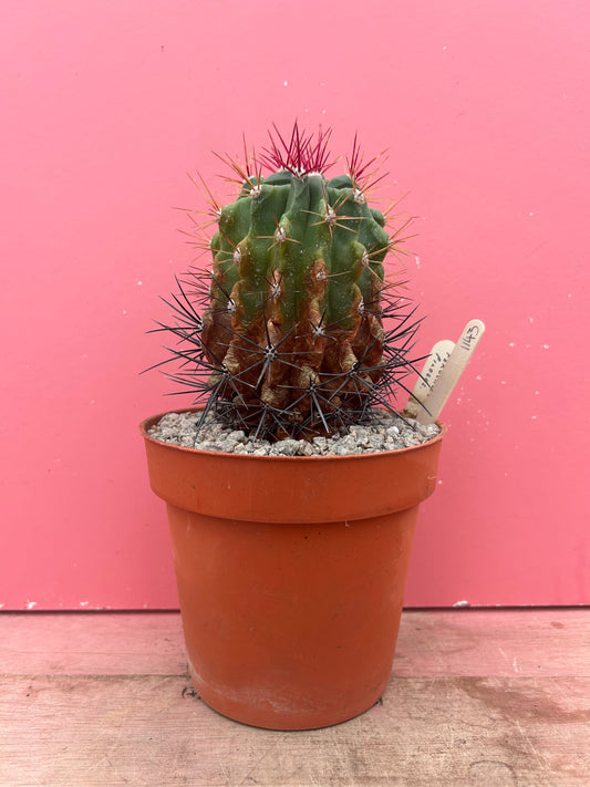 Ferocactus pilosus (1143)