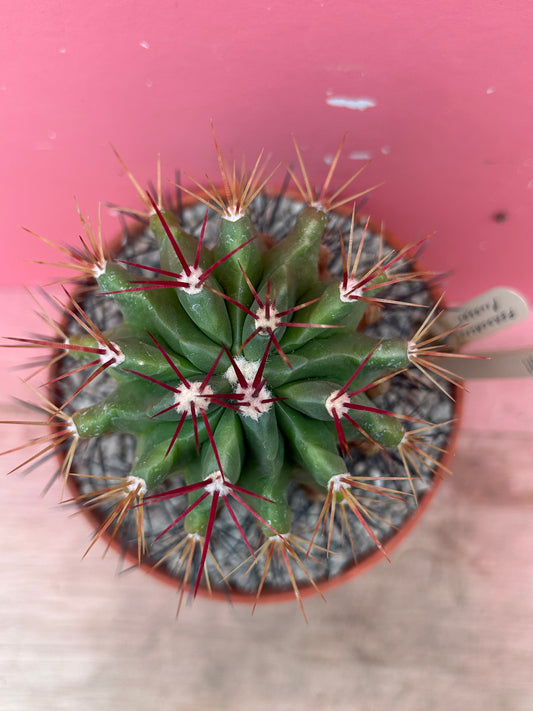 Ferocactus pilosus (1143)